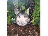 Applique chat